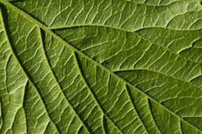 绿色叶子叶脉纹理摄影图片